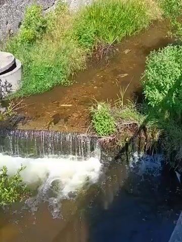 A narrow waterfall cascades over a low concrete weir into a dark pool of water below. Lush green vegetation flanks both sides of the stream, with a concrete manhole cover visible on the left bank. The water appears murky and carries debris. The overall scene suggests a natural outdoor environment.