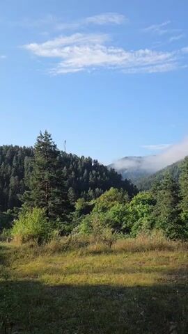 The video pans across a lush, green mountain landscape under a clear blue sky with scattered white clouds. Dense pine forests cover the slopes of rolling hills, and patches of mist cling to the distant peaks. In the foreground, tall grass and scattered bushes are visible, with sunlight casting shadows. A single tall pine tree stands prominently on the left side of the frame. Towards the right, a few smaller pine trees are also present. The overall scene depicts a serene and natural environment.