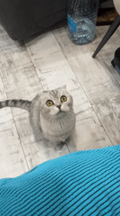 Scottish Fold cat observed on wooden floor in Cheboksary