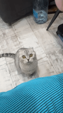Scottish Fold cat observed on wooden floor in Cheboksary