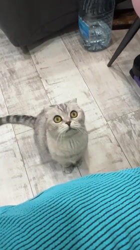Scottish Fold cat observed on wooden floor in Cheboksary