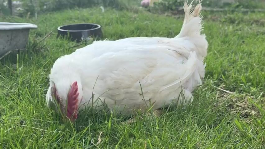 A white chicken with a red comb is on its side in lush green grass, pecking at the grass. In the background, there are two bowls, one dark and one metallic, and out-of-focus greenery. The chicken is in the center of the frame, and the lighting suggests it is daytime.