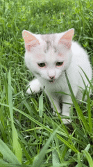 White kitten with gray markings plays in dewy grass