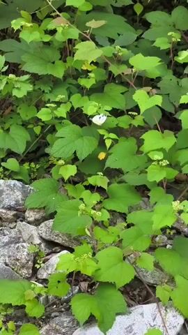 A light-colored butterfly is visible against a backdrop of green foliage and rocks. The butterfly is in focus and appears to be resting or feeding on a small cluster of white flowers within the greenery. The surrounding environment is lush and natural, with rocks forming a border or base for the plants. The butterfly's wings are mostly closed, revealing its pale coloration.