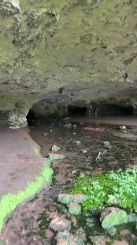 The video pans across a natural cave entrance where a shallow stream flows. The cave ceiling is rough and textured, with moss growing on its surface. The stream bed is composed of rocks and pebbles, with lush green vegetation, possibly ferns, growing along the edges and in some areas within the water. The water itself appears murky. In the background, deeper into the cave, there are dark recesses, suggesting further chambers. Towards the end of the video, two individuals, likely women based on their attire and hairstyles, are visible in the distance, further inside the cave. They appear to be exploring or observing the cave environment. The overall atmosphere is one of a natural, somewhat damp, and dimly lit environment.