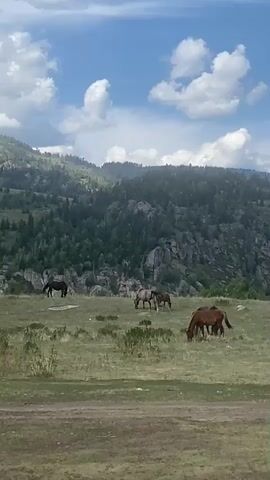 The video shows a herd of horses grazing in a grassy meadow with a mountainous backdrop. The sky is blue with scattered white clouds. In the foreground, there are several horses, some grazing and others standing. The middle ground shows more horses in a pasture. The background consists of a large mountain range covered in dense green trees and rocky outcrops.