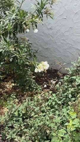 A cluster of white flowers is visible in a garden. Several small white insects are flying around the flowers and the surrounding green foliage. The insects appear to be butterflies. The wall behind the plants is rough and textured, painted white with some gray shadows. The lighting suggests it is daytime.