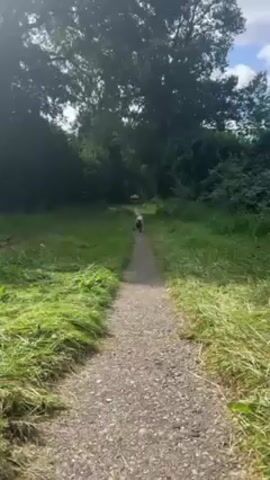 The video shows a dog on a leash being called back by a person on a gravel path in a grassy field. The dog is small and fluffy, and the path leads into a wooded area. The trees are dense and provide shade. The dog trots toward the camera, which is held low to the ground. The sky is partly cloudy.