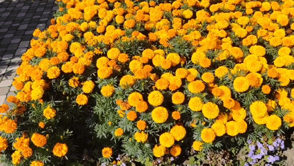 Marigolds in bloom at a sunny Kemerovo park