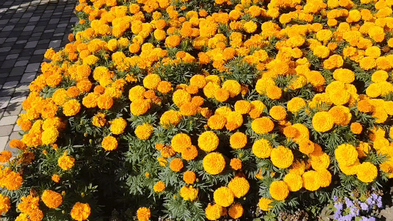 Marigolds in bloom at a sunny Kemerovo park