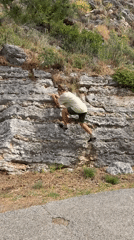 Man climbs rocky wall beside road in Montenegro