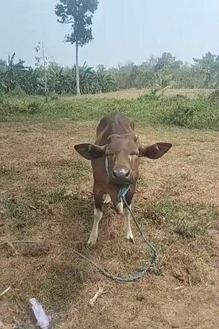 A young brown cow stands in a dry, grassy field. It is tethered by a blue rope around its neck, which is also attached to a coiled rope on the ground. The cow looks towards the camera, then lowers its head to drink from a metal bowl of water placed in front of it. The background consists of trees and vegetation under a bright sky.