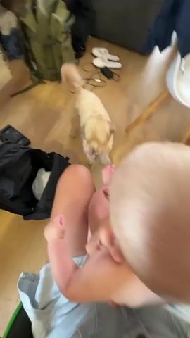 A medium shot shows a person sitting on the floor, holding a baby. The baby is facing away from the camera, with its back to the viewer, and its legs are visible. The person's legs are also visible, with one leg bent and the other extended. A small, light-colored dog is standing on the floor a short distance away, looking at the baby. The background is blurred but appears to be an indoor setting with furniture and bags. The camera is moving slightly, creating a sense of gentle motion.