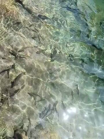 A school of small fish swims in shallow, clear turquoise water. Sunlight refracts through the rippling surface, creating dancing patterns of light on the sandy bottom. The water is transparent, allowing a clear view of the riverbed and the fish below. The scene is serene and natural, capturing the movement of aquatic life in its environment.