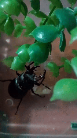 Black stag beetle up close in a small enclosure