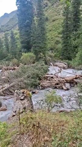 The video shows a mountain stream flowing through a forest. The water is turbulent and appears to be fast-moving. There are many fallen trees and branches in and around the stream, likely the result of a recent storm or natural event. The surrounding environment is lush and green, with tall coniferous trees and smaller plants. The terrain is sloped, with a mountain visible in the background under a cloudy sky. There are no people or animals visible in the video.