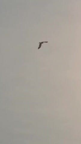 A bird with outstretched wings flies across a pale sky. The bird is small in the frame and appears to be a raptor due to its sharp wing angles and long tail. The video is short, showing the bird in the same position relative to the camera for its entire duration.
