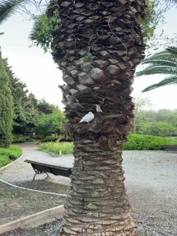The video shows a white pigeon perched on a palm tree in a park. The camera zooms in on the pigeon, showing its white feathers, pink beak, and red feet. The palm tree has a thick, textured trunk. In the background, there are green trees, a gravel path, and benches. The sky is overcast.