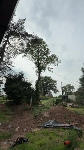 A tall tree is being cut down by an unseen person or persons. The camera pans from a close-up of the base of the tree, showing a ladder and debris, to a wider shot of the tree falling. Debris, including branches and leaves, is seen flying through the air as the tree falls. The environment is outdoors, with grass, dirt piles, and other trees visible. The sky is cloudy.