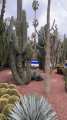 Morning visit to Majorelle Garden in Marrakesh documented