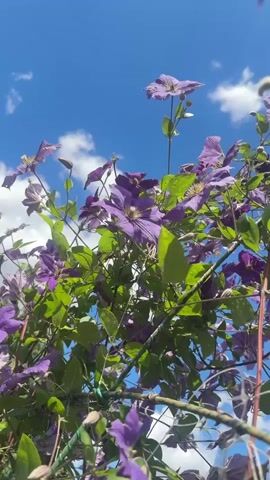 A video shows purple clematis flowers against a bright blue sky with white clouds. The camera is angled upwards, capturing the flowers and vines from below. The lighting suggests a sunny day. The flowers are in various stages of bloom, with some fully open and others still budding. The green leaves of the plant are vibrant. The overall scene is one of natural beauty in an outdoor setting.