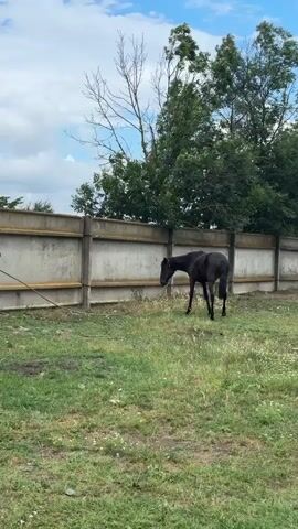 A black horse walks in a grassy enclosure bordered by a concrete wall and a wooden fence. Beyond the enclosure, trees and a construction site with a crane are visible under a cloudy sky. The video appears to be filmed from a stationary perspective.