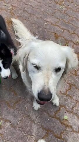 The video begins with a high-angle shot of two dogs on a patterned paved surface. A large white dog, possibly a Golden Retriever, is in the foreground looking up. To its left and slightly behind is a smaller black and white dog, likely a Border Collie puppy. A person's legs and feet, wearing white sneakers and grey pants, are visible at the bottom of the frame. A green object, possibly a watering can, is partially visible on the left side of the frame.

In the second frame, the camera angle shifts slightly lower, and the person's hand enters the frame, extending towards the puppy. The puppy is looking up at the hand.

The third frame continues the action, with the person's hand now closer to the puppy's mouth. The puppy is sniffing the hand.

The fourth frame shows the puppy playfully nipping at the person's hand while the larger white dog is positioned behind it, also looking towards the hand.

The final frame shows the person's hand gently petting the head of the large white dog. The black and white puppy is now partially obscured by the white dog. The dogs appear to be on a paved area with some dry leaves scattered on the ground.