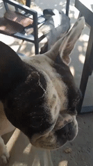 French Bulldog and backyard pool on a sunny Vehtovo morning