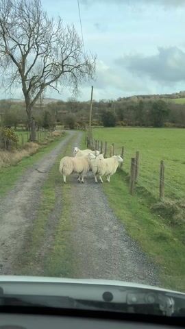 The video shows a view from inside a vehicle traveling on a gravel road. Several sheep are standing on the road directly in front of the vehicle. A wire fence borders the road, separating it from a green field. A bare tree is visible to the left of the road. The sheep begin walking away from the vehicle down the road. The sky is overcast with gray clouds.