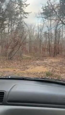 The view from inside a car shows a dirt path leading into a forest. The trees are mostly bare, with some dry leaves on the lower branches. The forest floor is covered in fallen leaves. The sky is overcast. The dashboard of the car is visible, including the vents and a small storage compartment. The car is stationary. Music is playing.