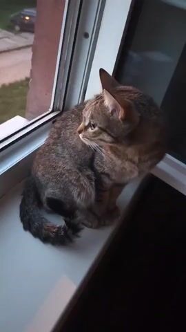 A cat with tabby-like markings sits on a white windowsill, looking out the window. A hand enters the frame and gently pets the cat's neck. The window offers a view of a building exterior and a dark car parked in the distance. The light suggests it may be dusk.