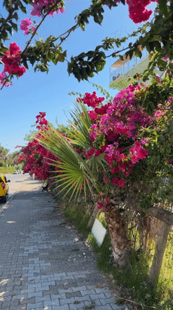 Kemer's tourist strip on a summer morning, streets to shoreline