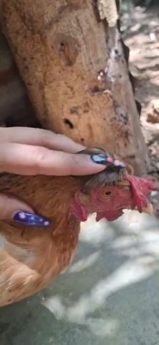 Rural Venezuelan documents chickens, wasps, painting in afternoon session