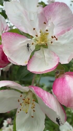 Spring blossoms and domestic life captured in Steklyannyi, Russia