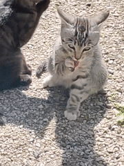 Tabby and black cat eating and resting outdoors in Krasnoyarsk