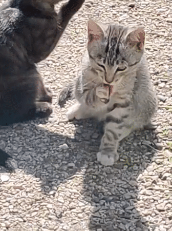 Tabby and black cat eating and resting outdoors in Krasnoyarsk