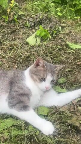 A gray and white cat is lying on its side in green grass and dry leaves. The cat is grooming its face with its paw. A human hand enters the frame and pets the cat on its head. The cat then rolls onto its back, exposing its belly, and looks up towards the camera.