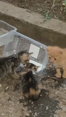 Four kittens are gathered around a clear plastic container filled with a white liquid, presumably milk. Two tabby kittens and one calico kitten are actively lapping from the container. A ginger kitten stands to the right, observing the others. The kittens are on a rough, textured surface, possibly concrete or gravel, with some scattered debris and dried leaves. A second clear plastic container, empty, is visible in the upper left of the frame. In the background, there is a concrete curb and some sparse green vegetation. The lighting suggests it is either dusk or dawn.