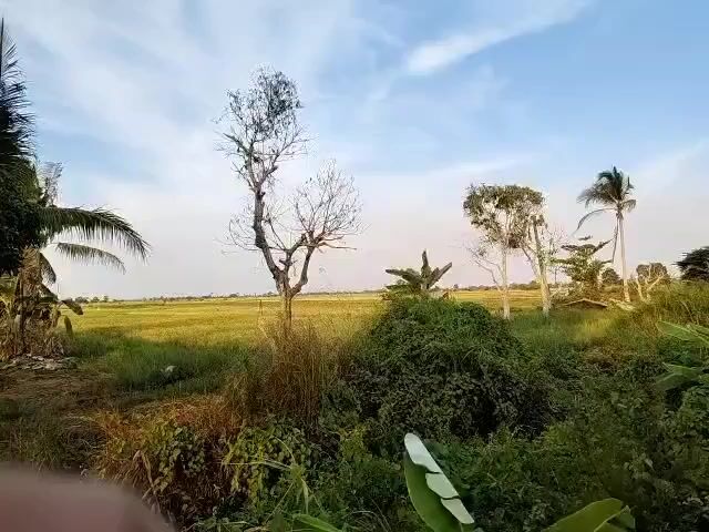 The video displays a landscape scene under a bright, partly cloudy sky. In the foreground, lush green vegetation, including large-leafed plants and bushes, dominates the lower part of the frame. A dead or dry tree, bare of leaves, stands prominently in the mid-ground, to the left of center. Behind it, a field of green grass or crops stretches towards the horizon. Several other trees, some with leaves and others appearing sparse, are visible in the middle distance, along with what seem to be banana trees. In the far distance, the land appears flat. The overall environment suggests a rural or natural setting, possibly a paddy field or grassland area. The camera is positioned low, capturing a wide view of the landscape. There are no people or animals visible in the video. The lighting indicates it could be late afternoon or early morning, with the sun casting a soft glow.