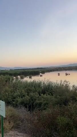 A slow pan across a tranquil wetland at sunset. The sky displays a gradient of soft pinks, oranges, and blues. The water reflects the sky and the surrounding vegetation. Reeds and various green bushes line the foreground and the edges of the water. Several birds, possibly flamingos due to their pinkish hue, are visible in the middle distance on the water and along the shoreline. Distant hills and a faint line of trees complete the landscape. The overall atmosphere is peaceful and serene.