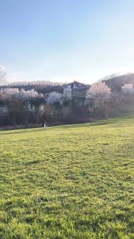 The video shows a bird, possibly a goose, in a grassy field. It flaps its wings and moves across the field. In the background are houses and trees, some of which are flowering. The sky is blue. The sun is shining, casting a glow on the scene.