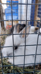 Small animals observed in enclosures in Cuzco, Peru
