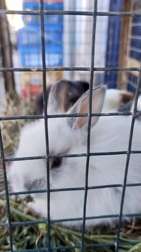 Small animals observed in enclosures in Cuzco, Peru