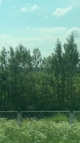 The video is a first-person perspective shot, likely from a moving vehicle such as a train or car, capturing a landscape scene. The camera moves horizontally, showing a bright, clear sky with some white clouds. The foreground consists of lush green vegetation, including tall grasses and possibly some wildflowers. A metal fence runs horizontally across the lower part of the frame. Beyond the fence, the scene transitions to a dense line of trees, with varying heights and shades of green foliage. The trees appear to be a mix of deciduous and coniferous types. In the distance, a wide, open green field stretches out, hinting at agricultural land or a large meadow. The overall impression is of a rural or natural environment on a sunny day. No people or animals are visible in the frame.