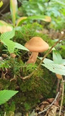 A close-up shot focuses on a single mushroom growing on a mossy surface. The mushroom has a light brown cap and a pale stem. It is surrounded by green foliage, including moss and small evergreen branches. The background is blurred, showing more green leaves and hints of brown twigs and fallen leaves. The lighting suggests an outdoor, natural environment, likely a forest floor. The video captures subtle movements, possibly due to wind or slight camera adjustments, creating a gentle sway in the surrounding plants.