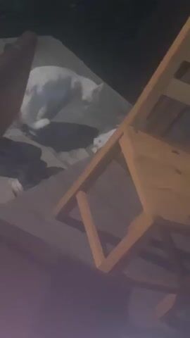 A white cat stands on a wooden deck next to a smaller white cat and a black object. A wooden chair is visible in the foreground. The larger cat vocalizes loudly.
