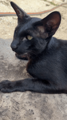 Black cat roams a Novosibirsk garden on a summer morning