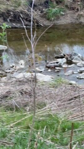 The video shows a duck swimming in a shallow creek. The creek is surrounded by rocks and vegetation. There is a small tree in the foreground, partially obscuring the view of the duck. The water is clear and still, reflecting the surrounding trees and sky. The duck is paddling around, possibly searching for food.