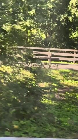The video shows a scenic view of a park or wooded area from a moving vehicle. A wooden fence runs along a path, with trees and greenery on either side. Sunlight filters through the leaves, creating dappled shadows. In the distance, a small structure or shed can be seen. The camera pans to the left, capturing the movement of the trees and grass as the vehicle travels. There are no people visible in the video.