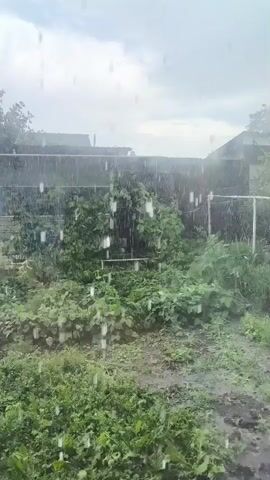 Rain is falling in a backyard garden. The rain is visible as streaks of water falling from the sky. The garden is full of green plants, some of which are tall and leafy, while others are low-lying and bushy. There is a fence in the background, and beyond that, a building. The ground is wet and muddy, with puddles of water visible. The sky is cloudy and overcast, suggesting that the rain is likely to continue for some time. The overall impression is one of a natural, albeit wet, outdoor environment.